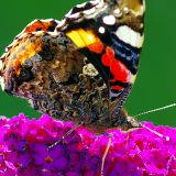 Schmetterling 2 von Jochen Ruser